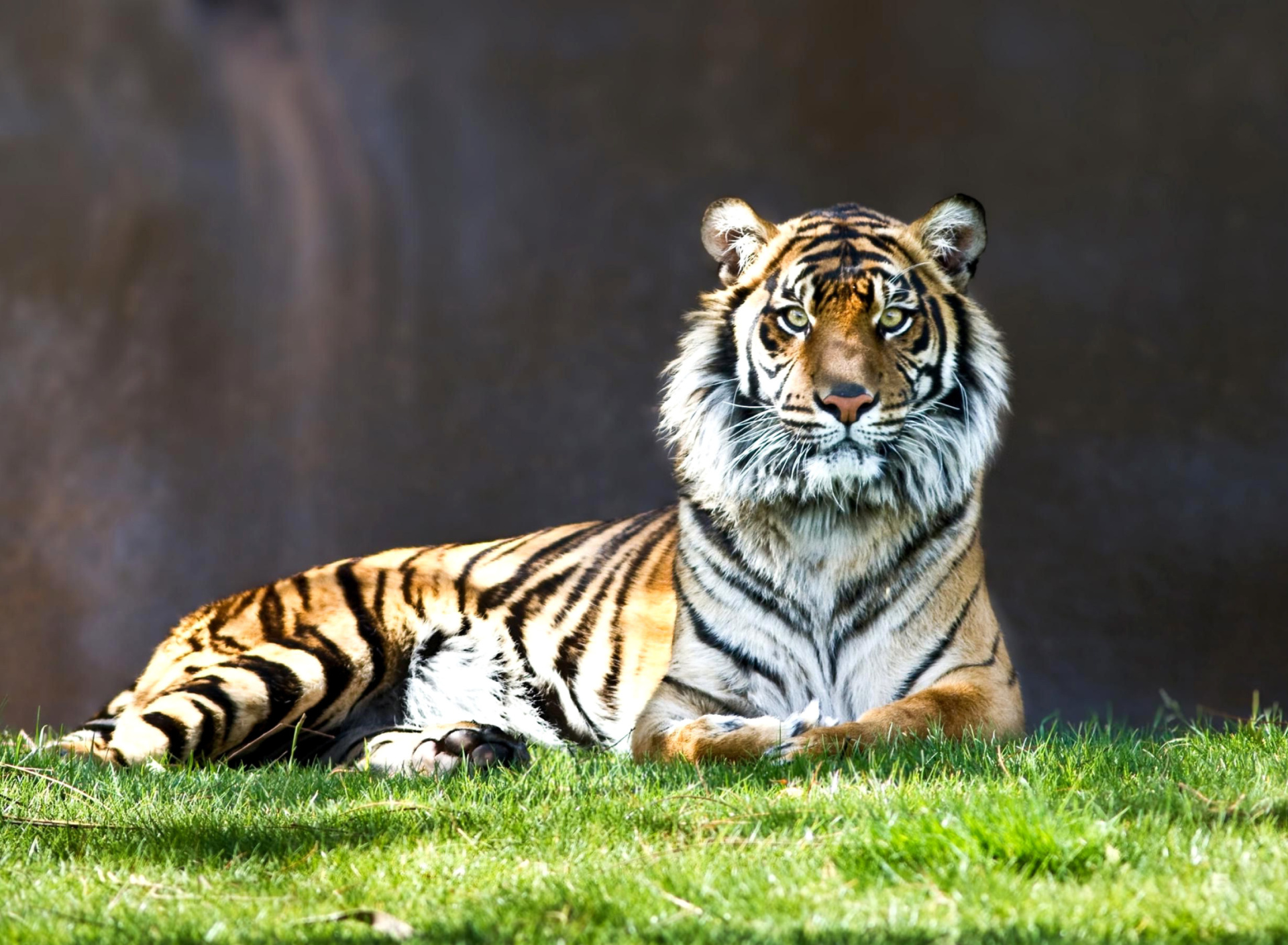 Fondo de pantalla Sumatran tiger 1920x1408
