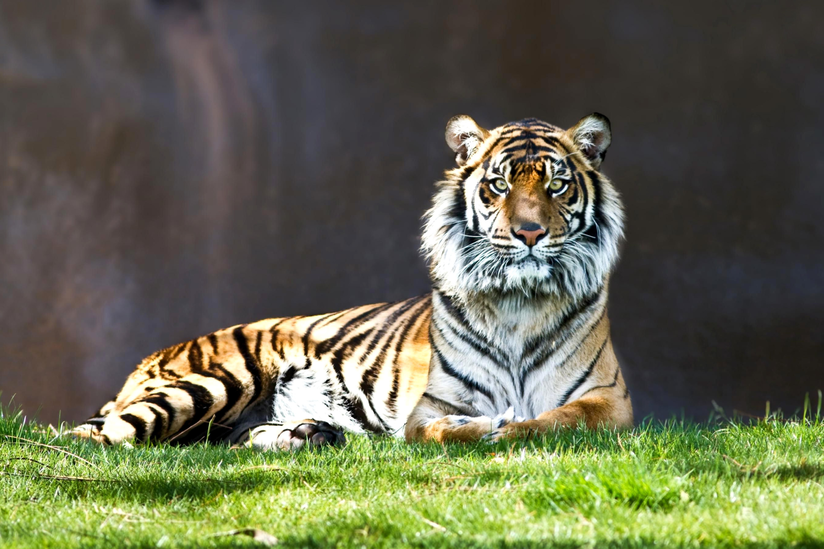 Fondo de pantalla Sumatran tiger 2880x1920