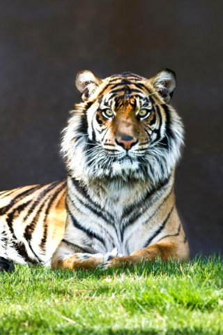 Обои Sumatran tiger 320x480