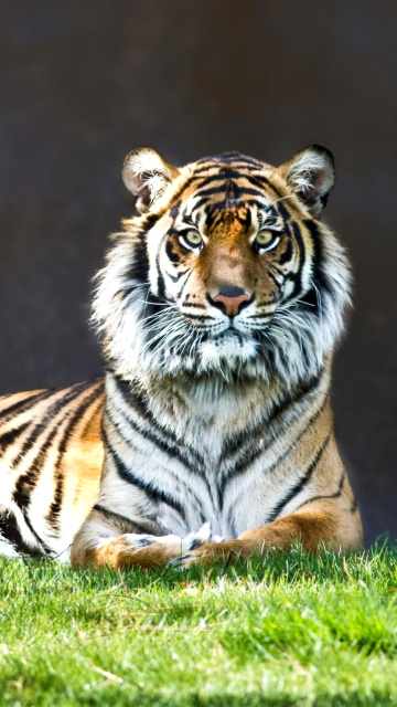 Screenshot №1 pro téma Sumatran tiger 360x640