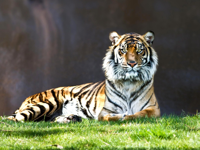 Sumatran tiger wallpaper 640x480