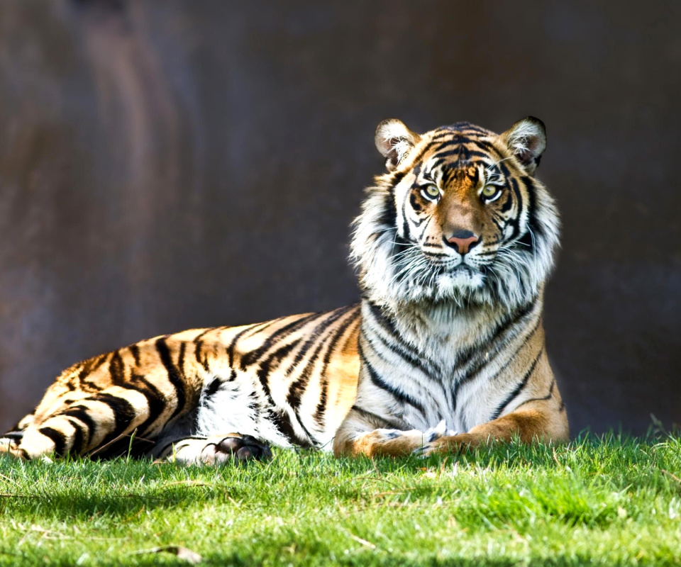 Fondo de pantalla Sumatran tiger 960x800