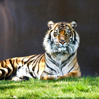 Sumatran tiger sfondi gratuiti per iPad