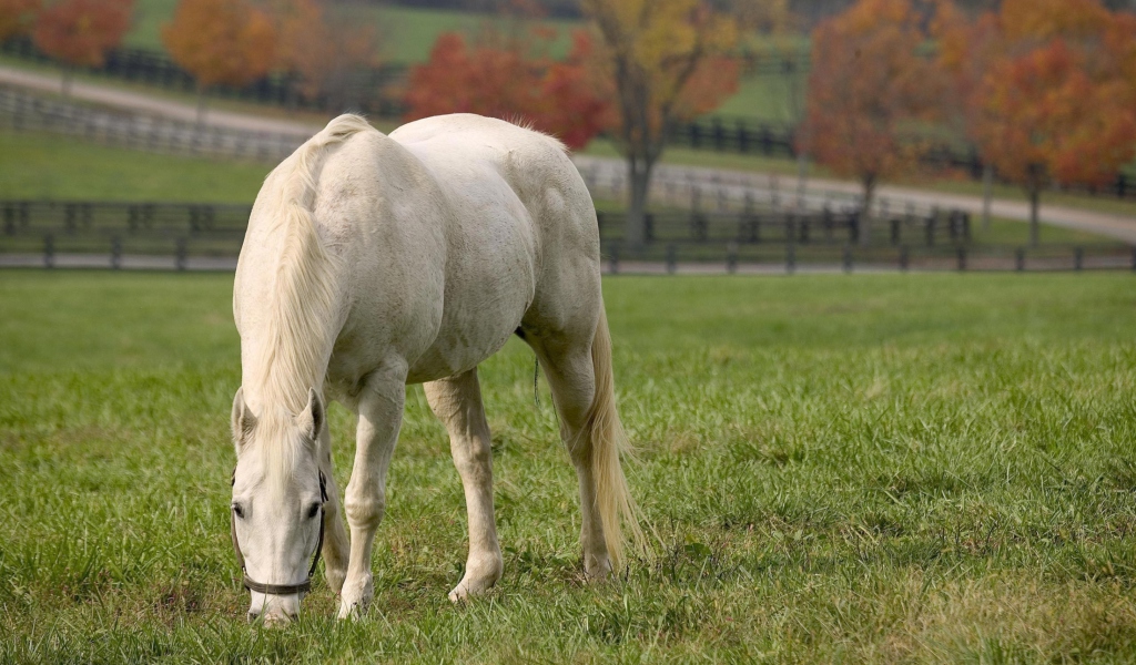 Sfondi White Horse 1024x600