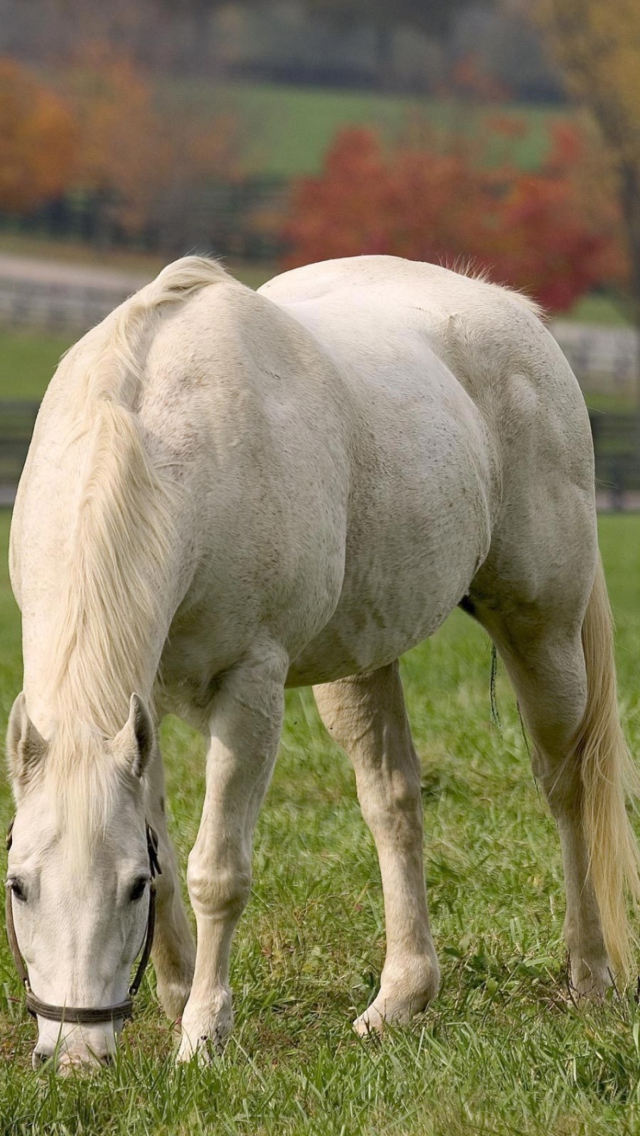 Das White Horse Wallpaper 640x1136