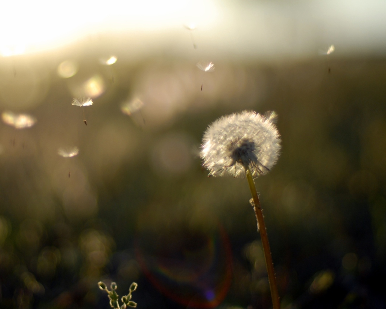 Screenshot №1 pro téma Dandelion Fluff 1280x1024