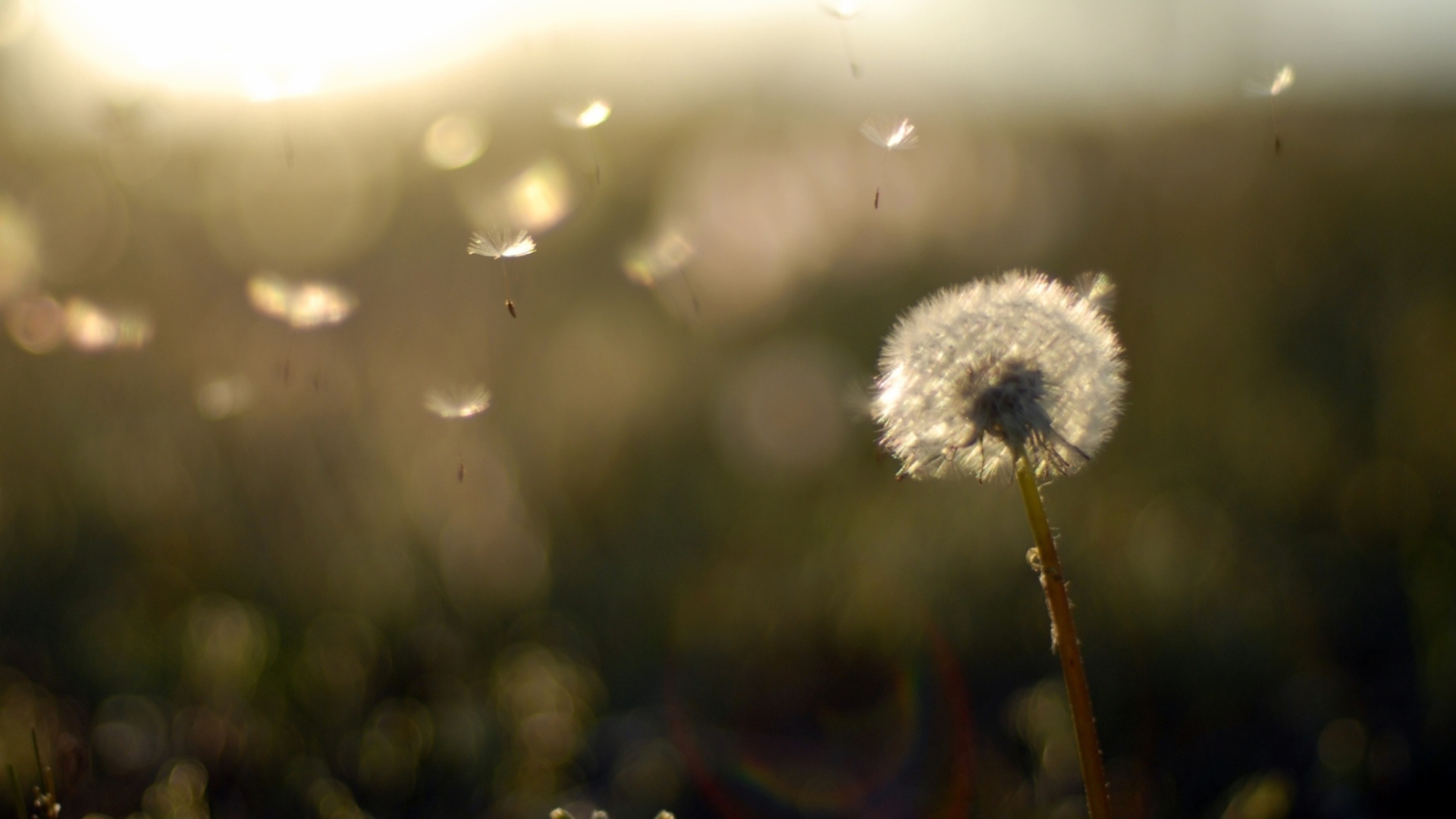 Screenshot №1 pro téma Dandelion Fluff 1920x1080