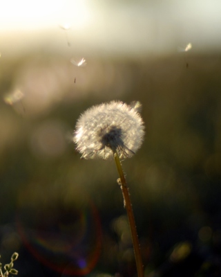 Kostenloses Dandelion Fluff Wallpaper für Nokia Lumia 2520