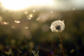 Dandelion Fluff - Obrázkek zdarma pro Nokia Asha 201