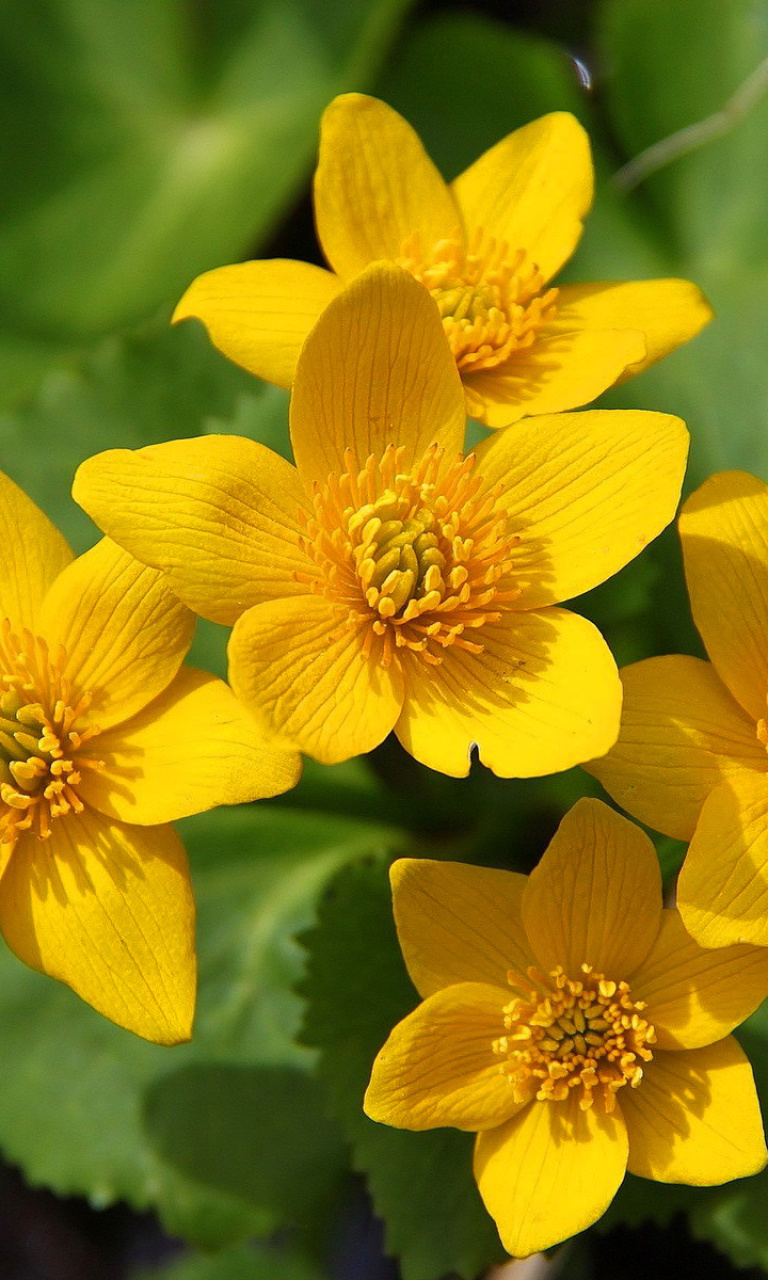 Обои Yellow Flowers 768x1280