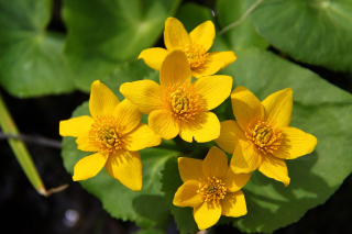 Yellow Flowers - Obrázkek zdarma pro Nokia Asha 201