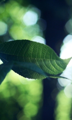 Screenshot №1 pro téma Green Leaves 240x400