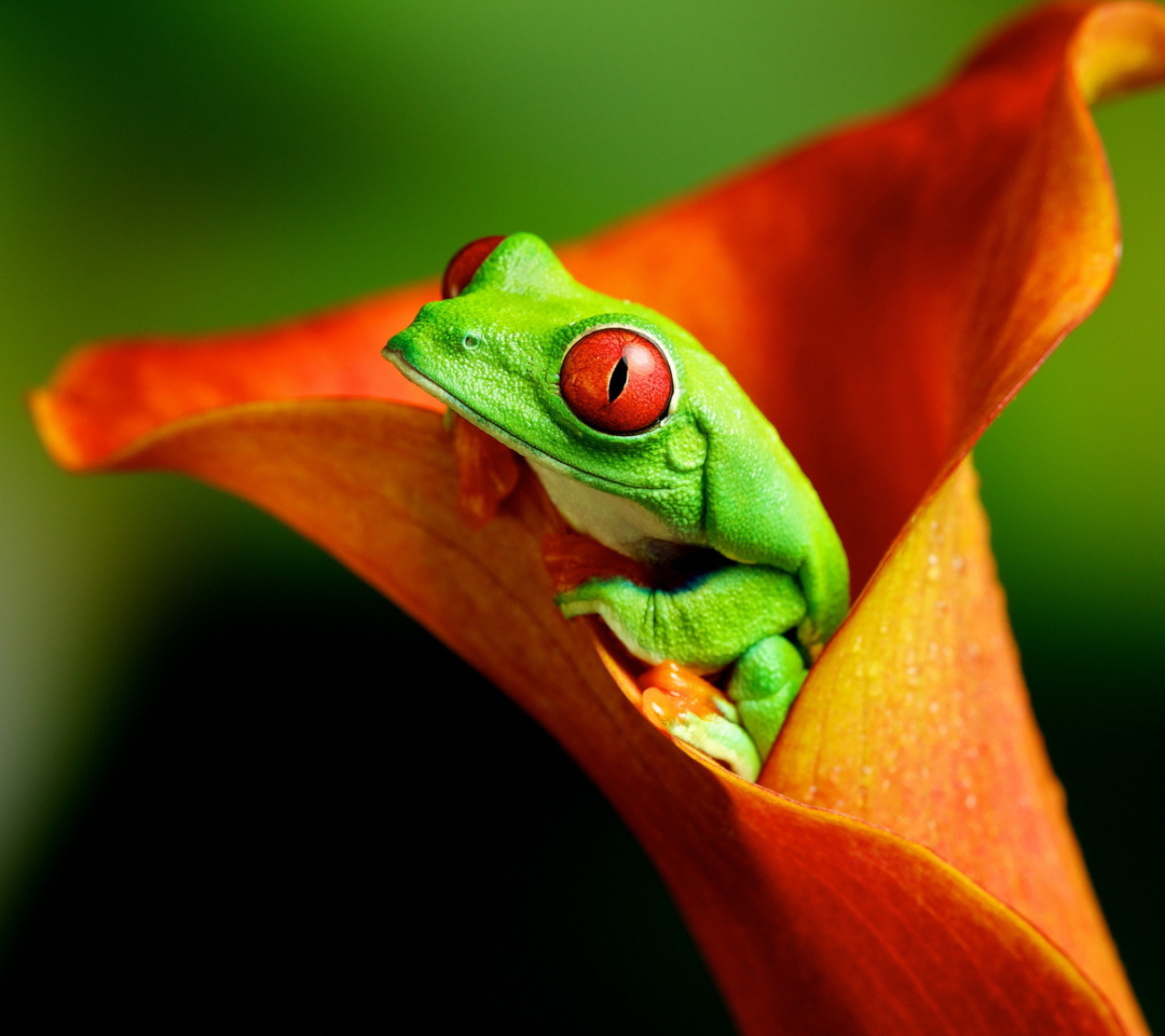 Sfondi Red Eyed Green Frog 1080x960