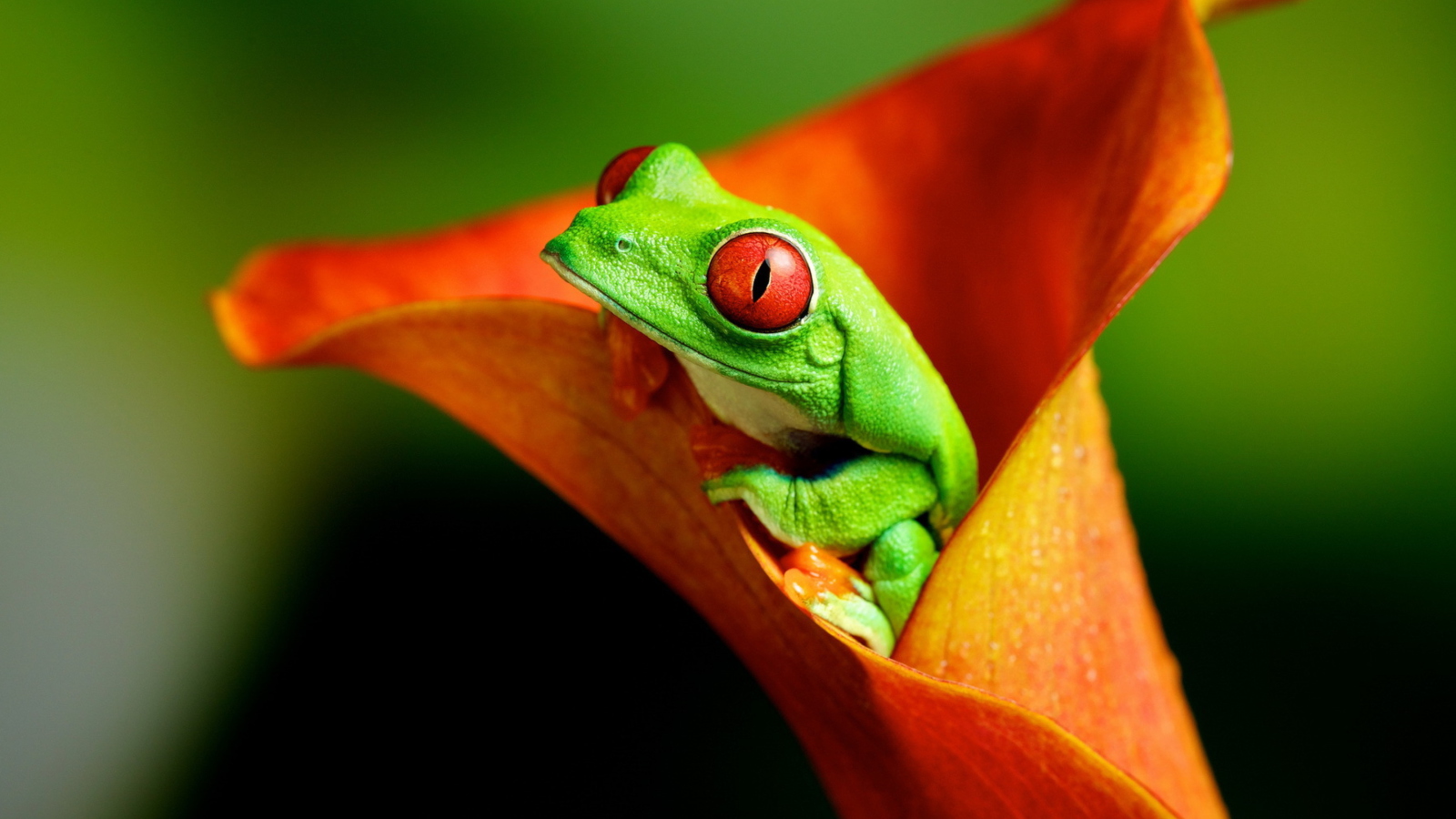 Das Red Eyed Green Frog Wallpaper 1600x900
