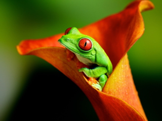 Screenshot №1 pro téma Red Eyed Green Frog 320x240