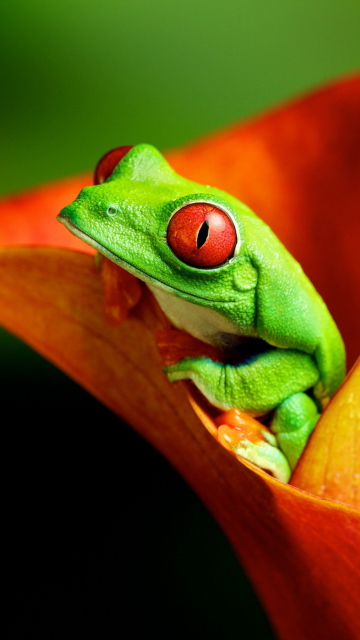 Sfondi Red Eyed Green Frog 360x640