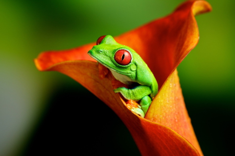 Sfondi Red Eyed Green Frog 480x320