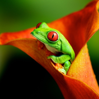 Red Eyed Green Frog - Obrázkek zdarma pro 128x128