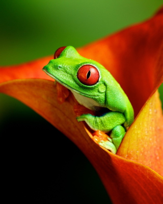 Red Eyed Green Frog - Obrázkek zdarma pro Nokia Asha 305