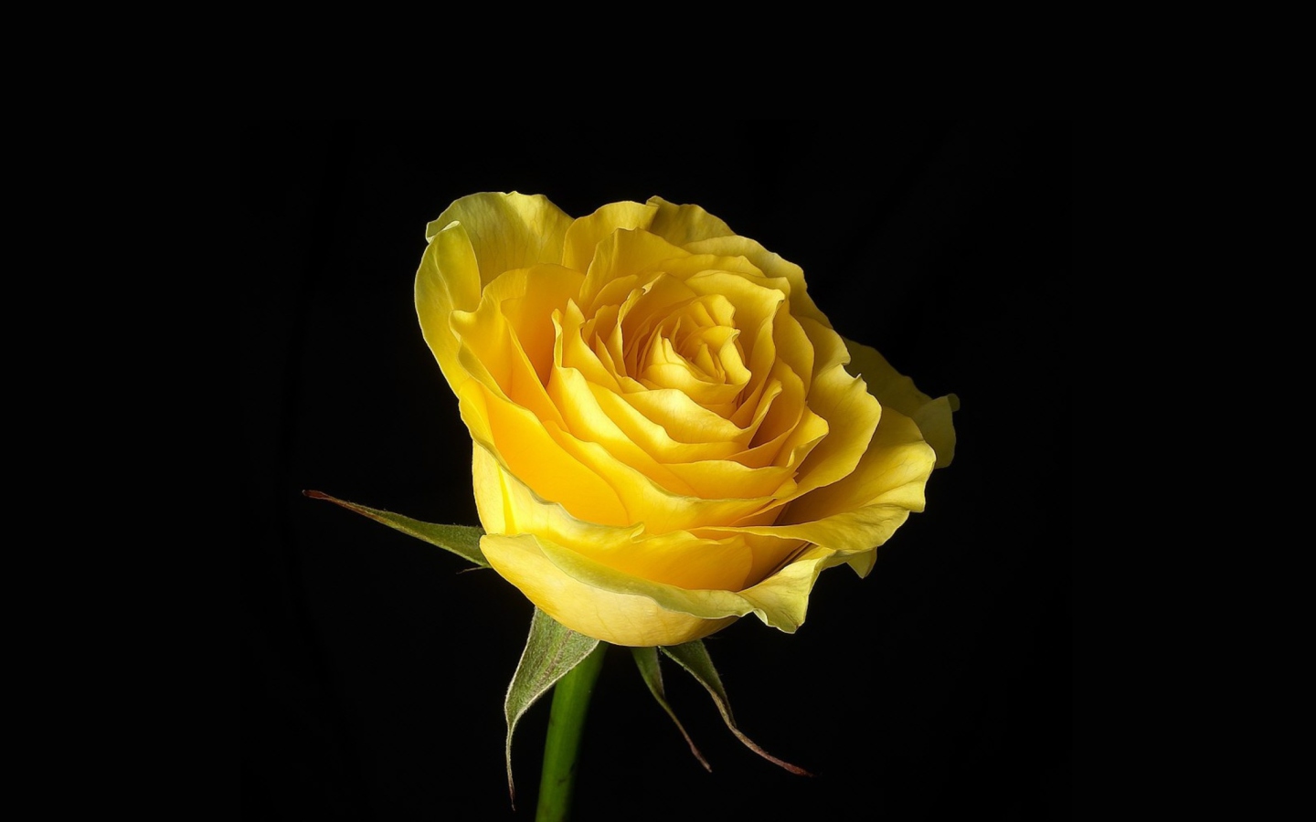 Yellow Rose wallpaper 1440x900