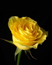 Sfondi Yellow Rose 176x220