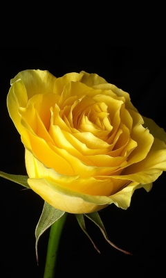 Screenshot №1 pro téma Yellow Rose 240x400