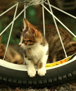 Taiwan Kitten - Obrázkek zdarma pro iPhone 5S
