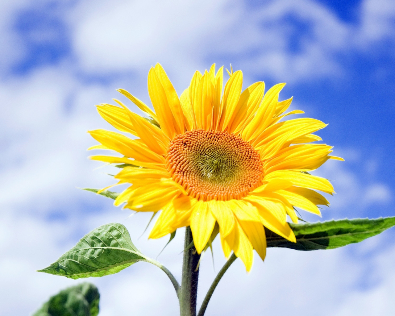 Fondo de pantalla Sunflower Field in Maryland 1280x1024