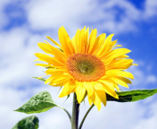 Sunflower Field in Maryland screenshot #1 176x144