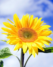 Sfondi Sunflower Field in Maryland 176x220