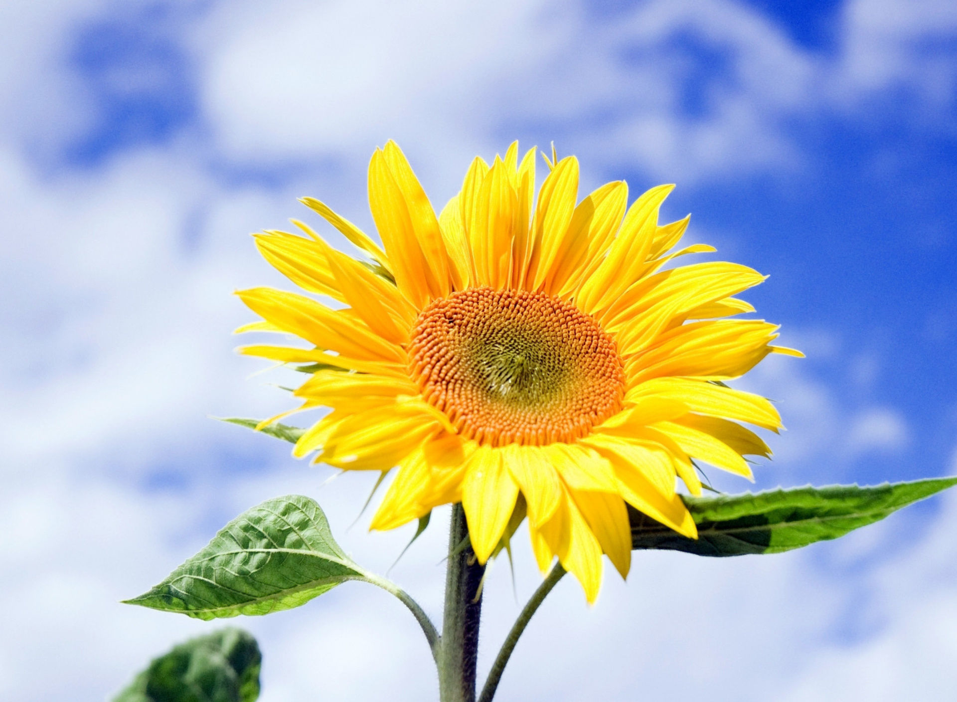 Обои Sunflower Field in Maryland 1920x1408