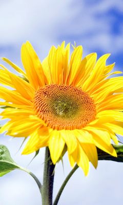 Screenshot №1 pro téma Sunflower Field in Maryland 240x400