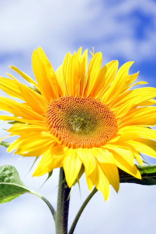 Fondo de pantalla Sunflower Field in Maryland 320x480
