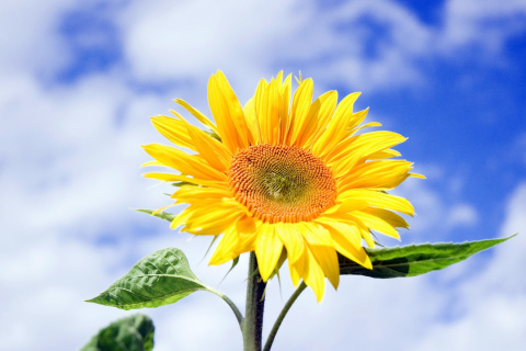 Fondo de pantalla Sunflower Field in Maryland 480x320