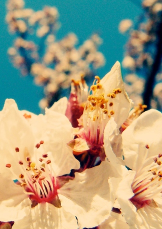 Cherry Vintage Flowers - Obrázkek zdarma pro Nokia Asha 306