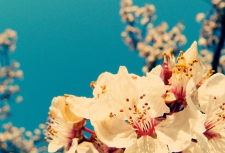 Cherry Vintage Flowers - Obrázkek zdarma pro 640x480