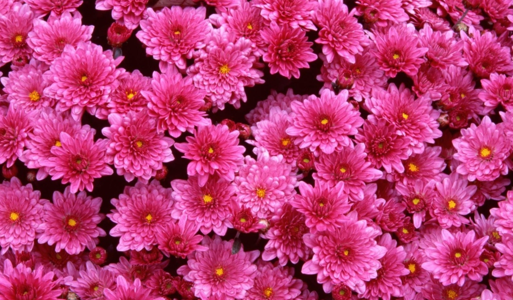 Screenshot №1 pro téma Pink Flowers 1024x600