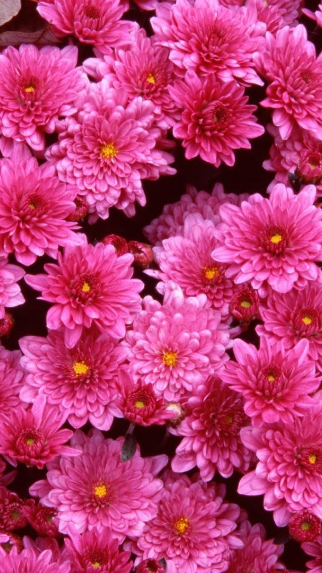 Fondo de pantalla Pink Flowers 1080x1920