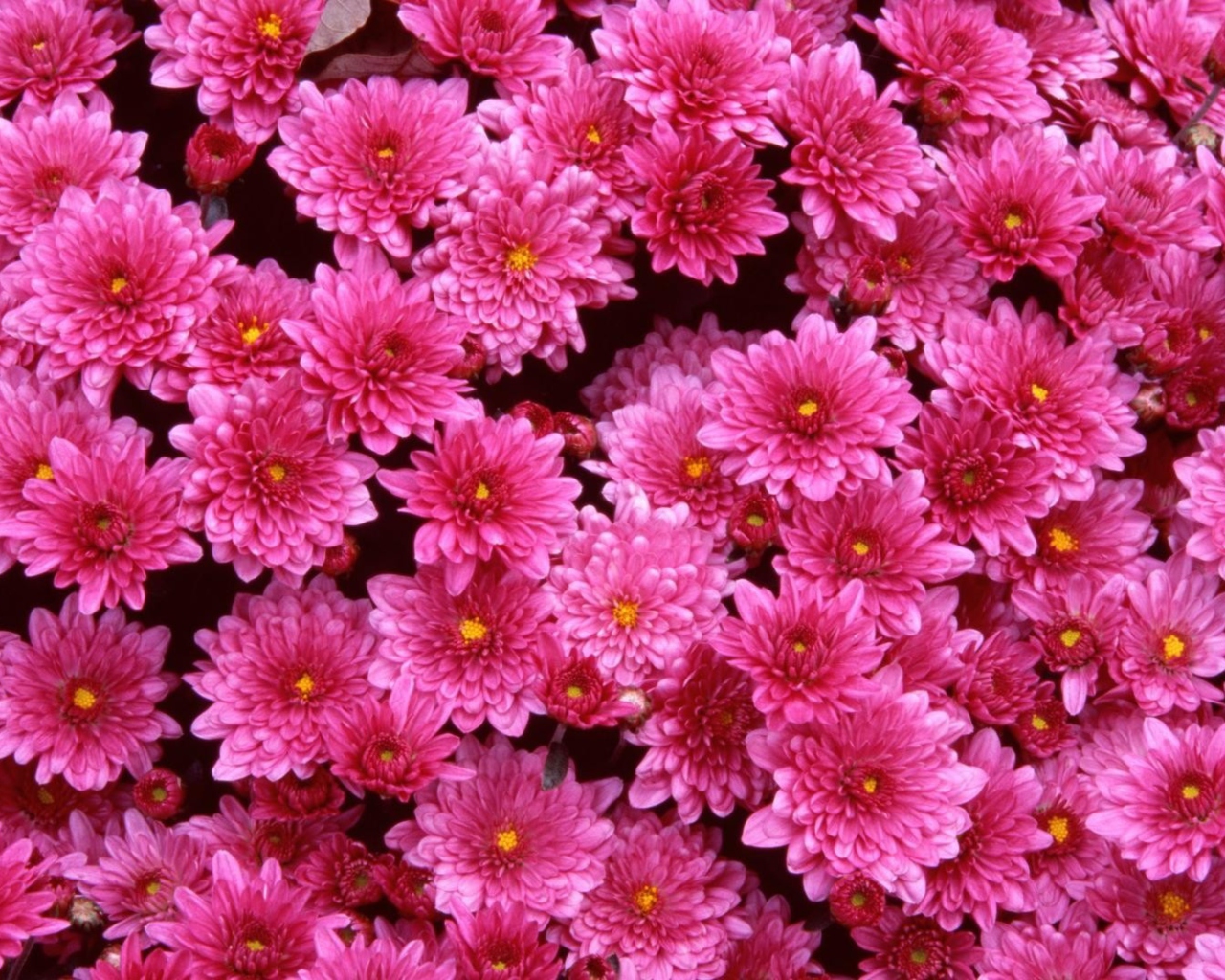 Das Pink Flowers Wallpaper 1280x1024