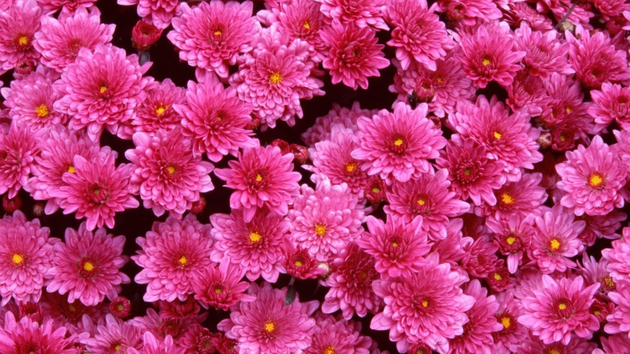 Screenshot №1 pro téma Pink Flowers 1280x720