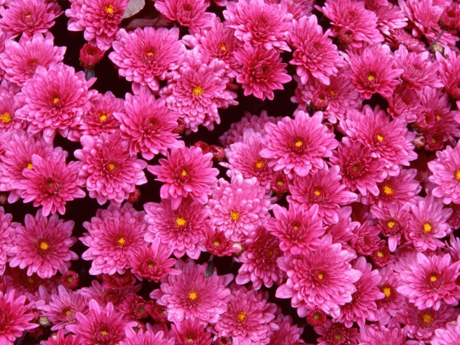 Das Pink Flowers Wallpaper 1600x1200