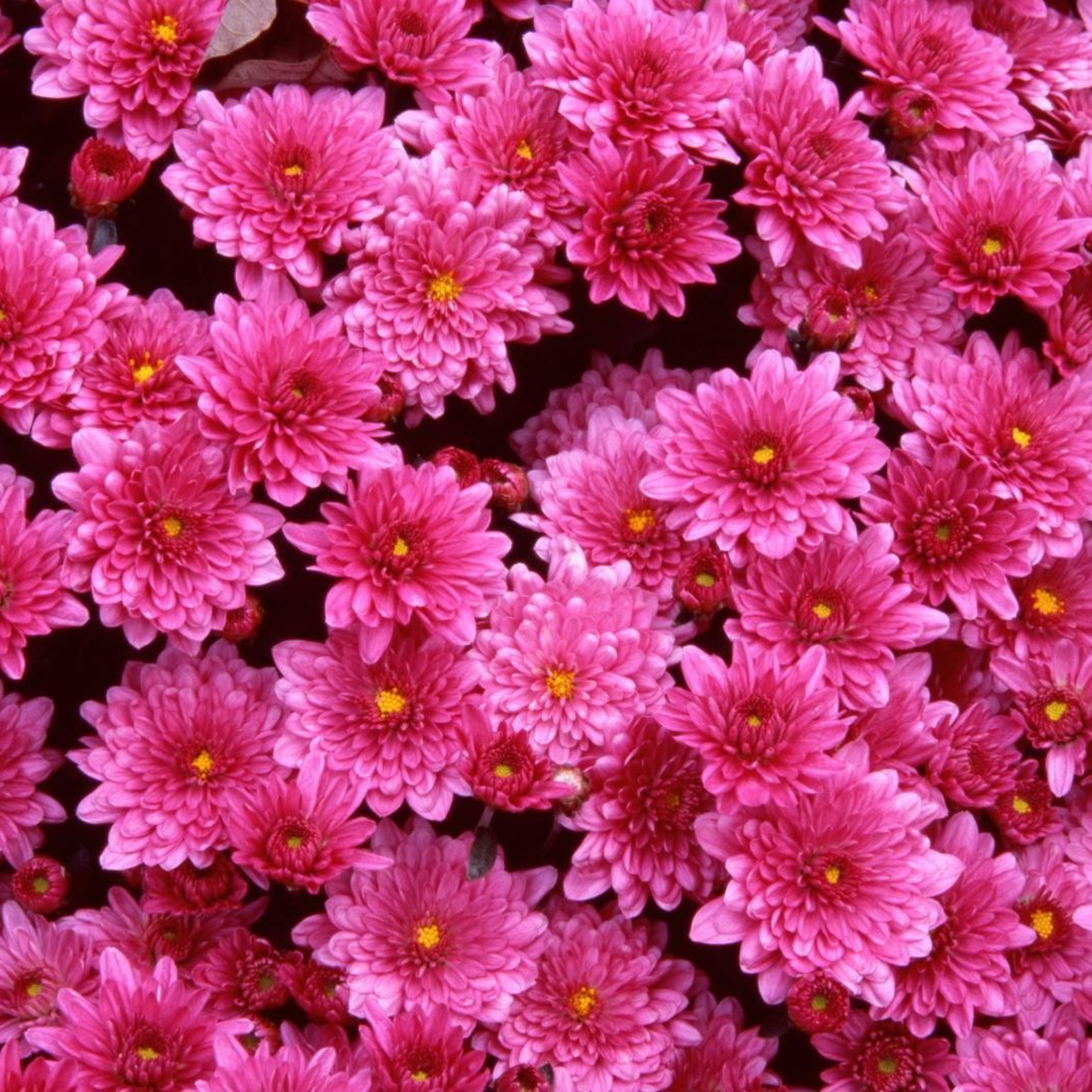 Fondo de pantalla Pink Flowers 2048x2048