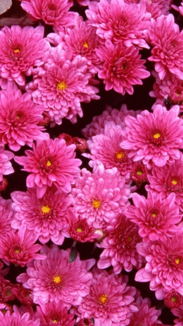 Das Pink Flowers Wallpaper 360x640