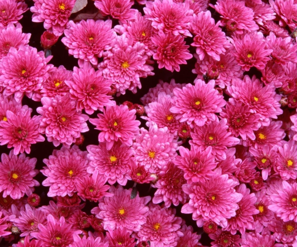 Screenshot №1 pro téma Pink Flowers 960x800