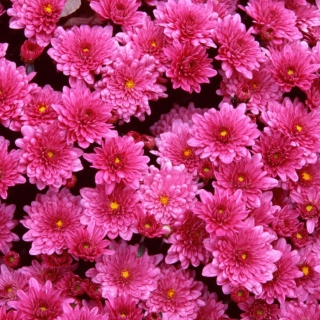 Pink Flowers papel de parede para celular para iPad 3