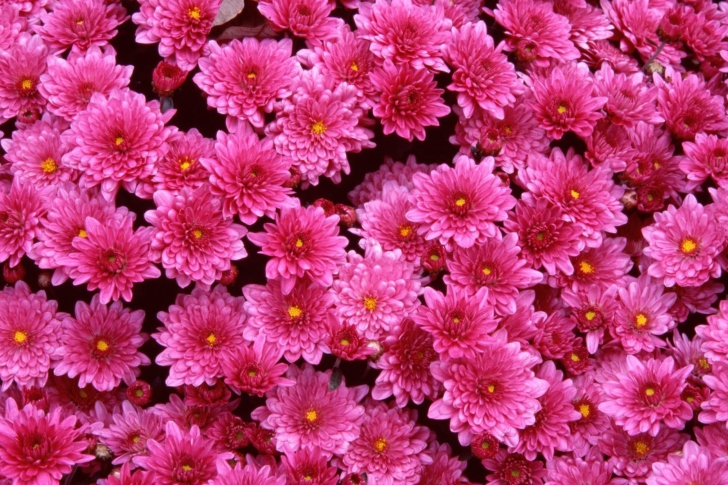 Pink Flowers wallpaper