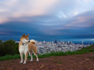 Screenshot №1 pro téma Dog And Cityscape 320x240