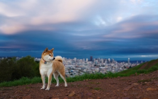 Dog And Cityscape sfondi gratuiti per cellulari Android, iPhone, iPad e desktop