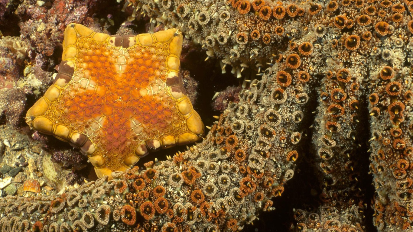 Octopus In Ocean wallpaper 1366x768