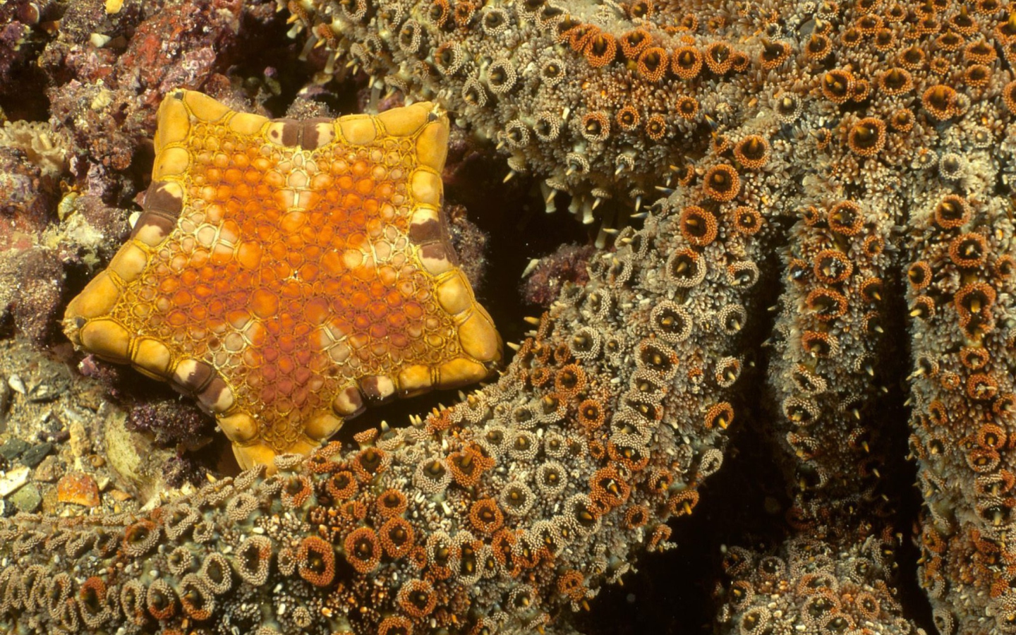 Sfondi Octopus In Ocean 1440x900